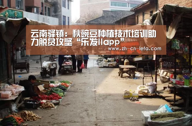 云南驿镇:秋豌豆种植技术培训助力脱贫攻坚“乐发IIapp”(图2) 乐发IIapp
